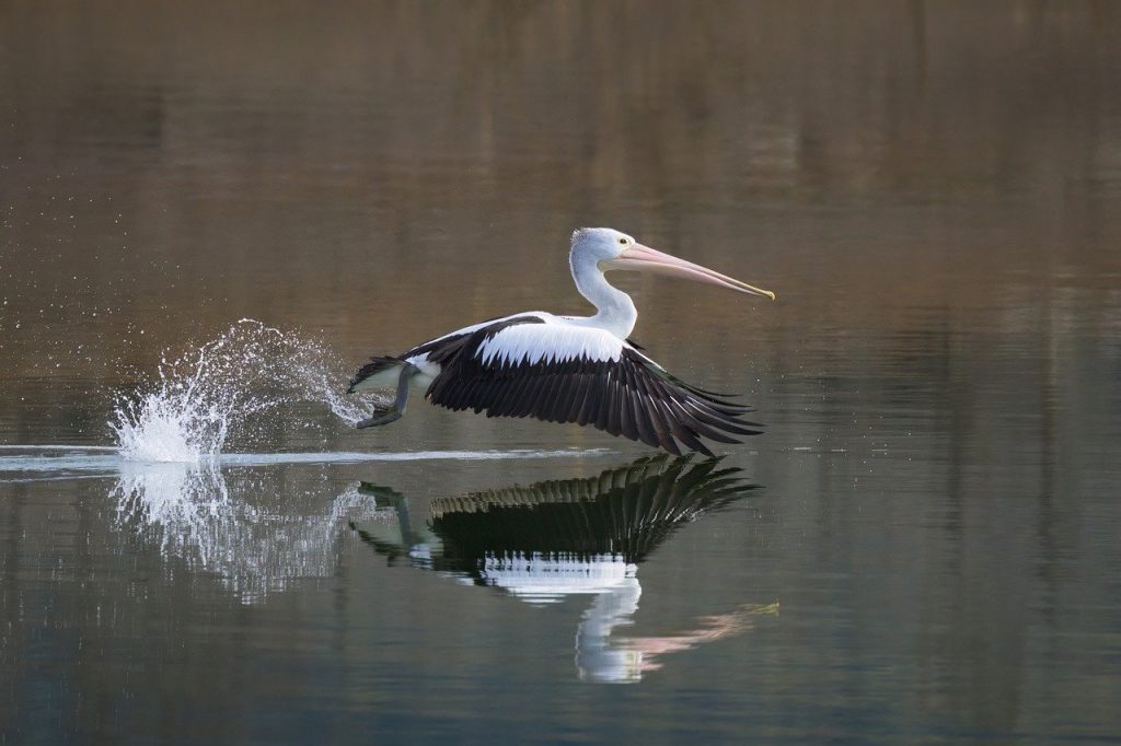 Off Grid And Tiny Homes – FireRescue inline image from Pixabay